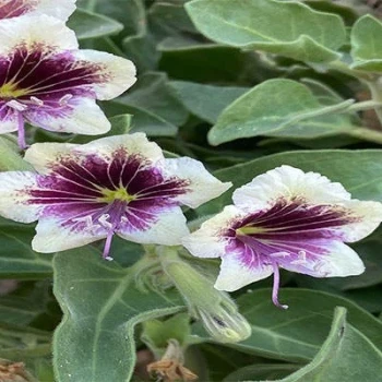 بذر بنگدانه آویزان 10 عددی