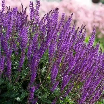 بذر گل سلوی (مریم گلی) پابلند گلریز پرگل بنفش 1 گرمی
