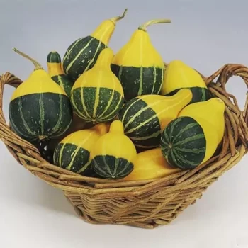 بذر کدو تنبل گلابی میکس 5 عددی 