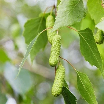 بذر توس (گیاه غان) 10 عددی