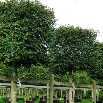 بذر نمدار 5 عددی