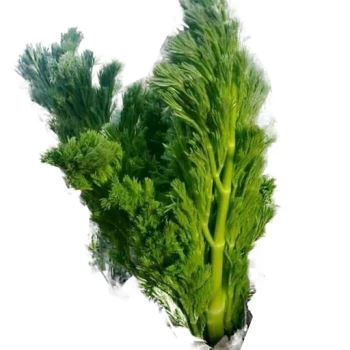 بذر چویل 1 گرمی