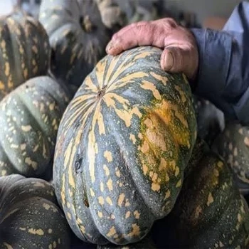 بذر کدو تنبل ببری گرد 5 عددی