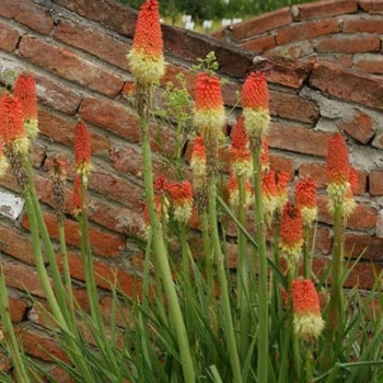 بذر گرزی 10 عددی