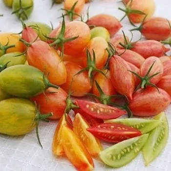 بذر گوجه زیتونی ببری میکس 25 عددی