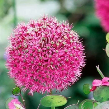 بذر پیاز زراعی 10 عددی