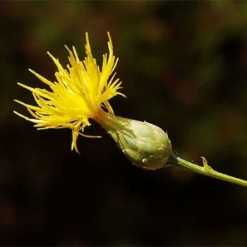 بذر گل گندم مهاجر 10 عددی