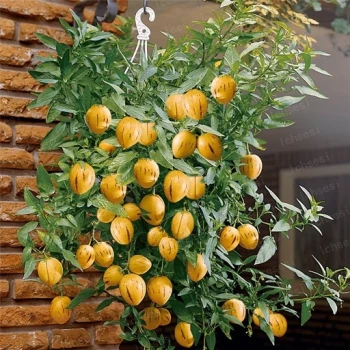 بذر پپینو ملون 2 عددی 