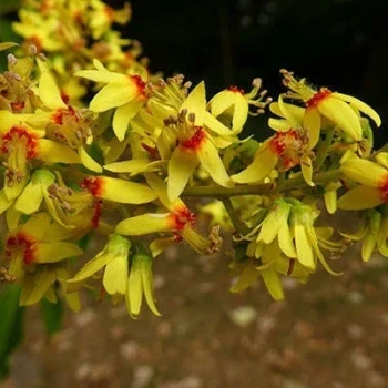 بذر باران طلایی شانه ای 10 عددی