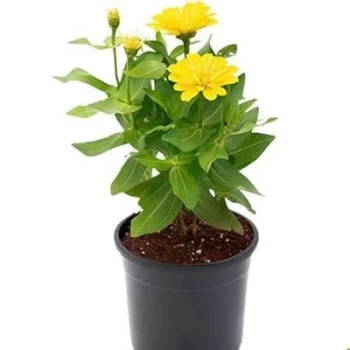 بذر گل نازآفتابی پرپر زرد (گلدانی) 1 گرمی