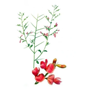 بذر خار شتر  1 گرمی