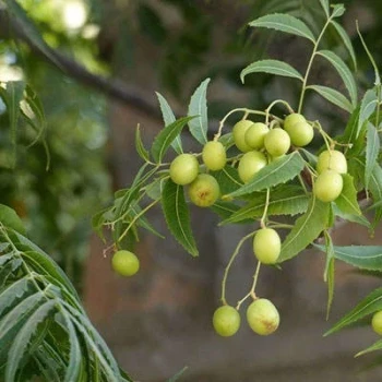 بذر چریش 5 عددی