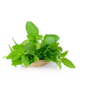 بذر ریحان سبز مبارکه 20 گرم