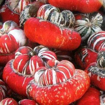 بذر کدو تنبل توربن ها 5 عددی 
