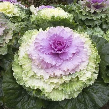 بذر کلم زینتی پاکوتاه مخلوط 1 گرمی