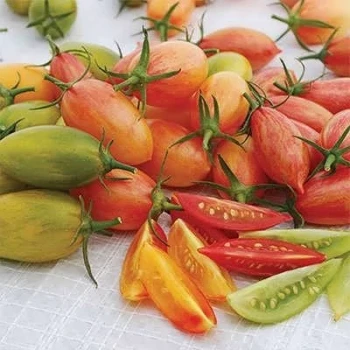 بذر گوجه زیتونی ببری قرمز درختی 25 عددی