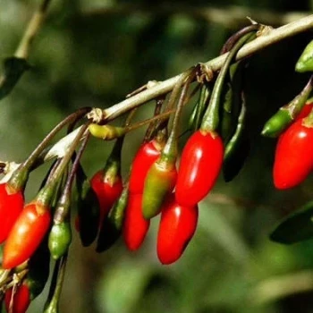 بذر گوجه بری 10 عددی