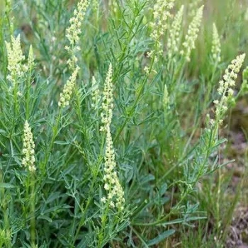 بذر اسپرک 20 عددی