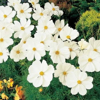 بذر گل ستاره ای سفید 30 عددی 