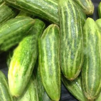 بذر خیار کرک دار 20 عددی 