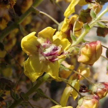 بذر گل ماهور ظریف 1 گرمی