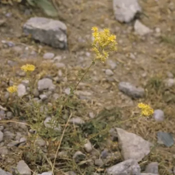 بذر علف چای اسکبروم 1 گرم 