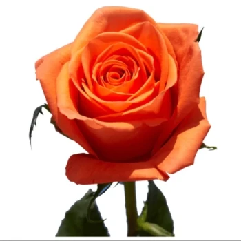 بذر رز نارنجی 5 عددی 