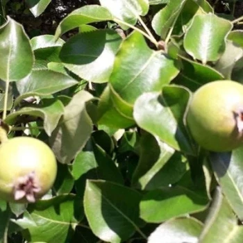 بذر گلابی توسی 10 عددی