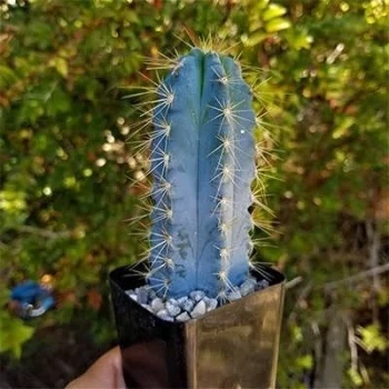 بذر کاکتوس پیلوسرئوس آزورئوس آبی 10 عددی