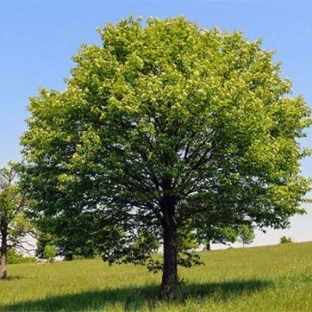 بذر بارانک 10 عددی