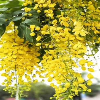 بذر درختچه کاسیا (گل پهلوی) 10  عددی