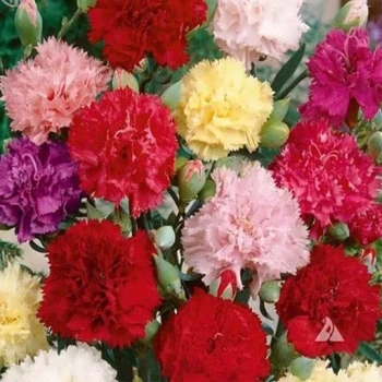 بذر گل میخک مارگاریت 40 عددی 