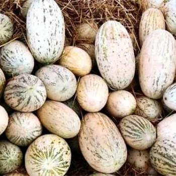 بذر خربزه درگزی 10 عددی 
