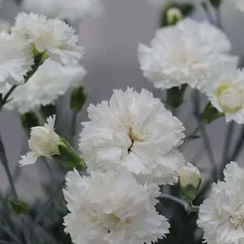 بذر میخک زینتی سفید 10 عددی