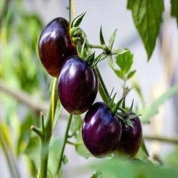 بذر گوجه فرنگی غول پیکر ارغوانی درختی 25 عددی