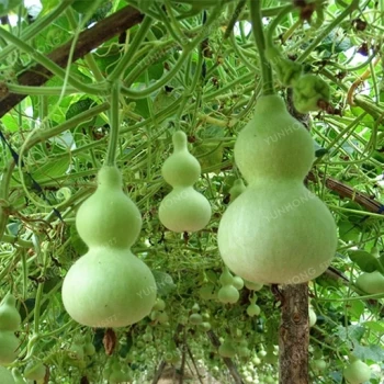 بذر کدو قلیانی 10 عددی 