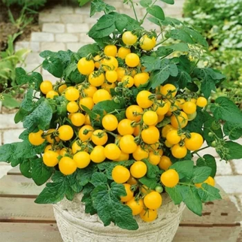 بذر گوجه چری زرد 10 عددی 