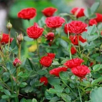 بذر رز زینتی 5 عددی