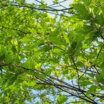 بذر ممرز 10 عددی