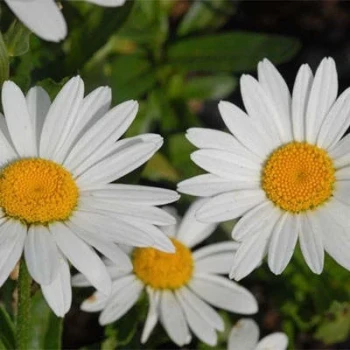 بذر گل مینا 10 عددی