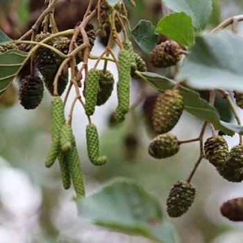 بذر توسکای قشلاقی 10 عددی