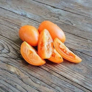 بذر گوجه زیتونی نارنجی درختی 15 عددی