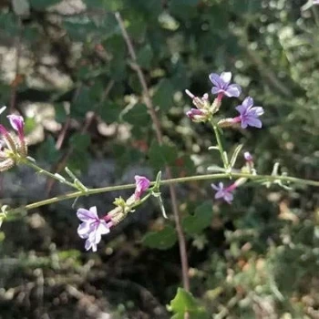 بذر علف سربی 5 عددی