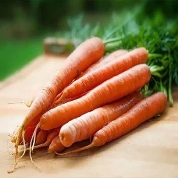 بذر هویج نانتیس 2 گرمی