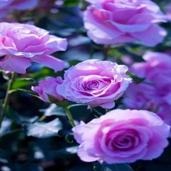 بذر گل رز یاسی 5 عددی 