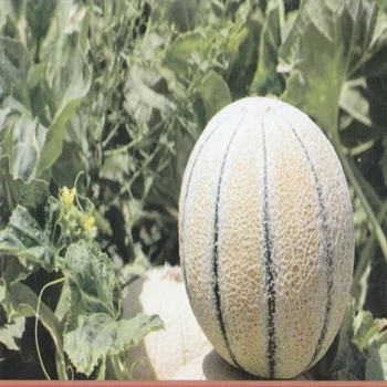 بذر شمام سمسوری 10 عددی 