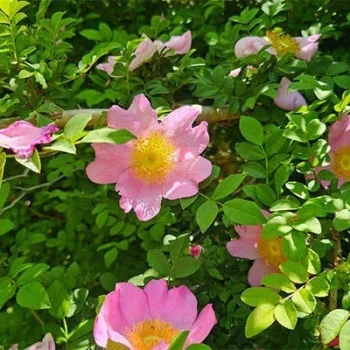بذر رز روکسبورگی 10 عددی