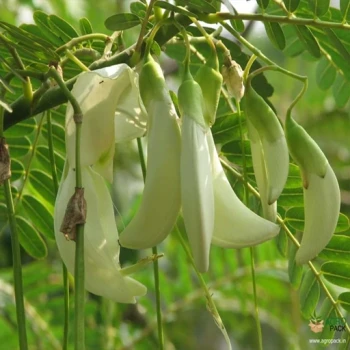 بذر درخت مرغ مگس 2 عددی 