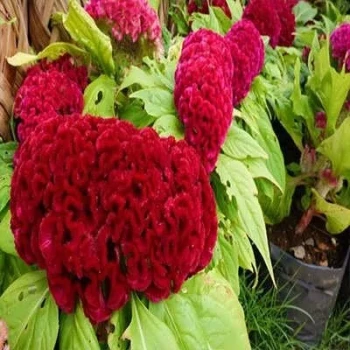 بذر گل تاج خروس چتری پاکوتاه تک رنگ قرمز (گلدانی) 1 گرمی