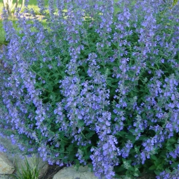 بذر نعنا گربه ای 100 عددی